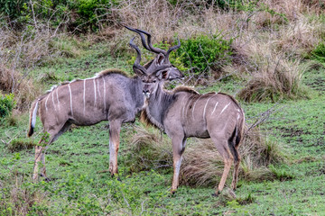 Kudu bulls fighting 