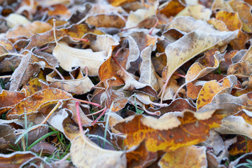 Close up of frozen autumn leaves        