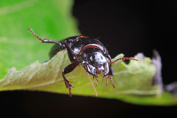 Coleoptera Carabidae Insects in Nature
