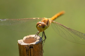 Dragonfly, insect