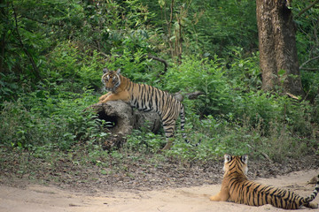 Jim Corbett national tiger reserve forest