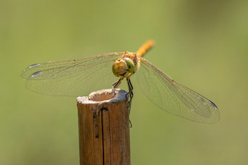 Dragonfly