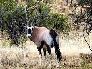Gemsbok in Mountain Zebra NP