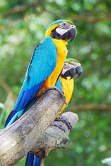 The Blue and Yellow Macaw Parrots