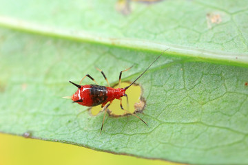 Red Aphids in Nature