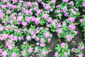 Naklejka premium Bright pink impatiens hawkeri flowers