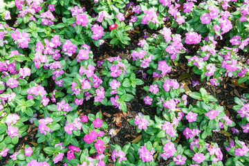 Bright pink impatiens hawkeri flowers