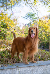Golden retriever standing in the shade