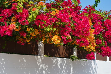 Fototapeta na wymiar Blooming garden on the fence. Hanging flowers at the gate.