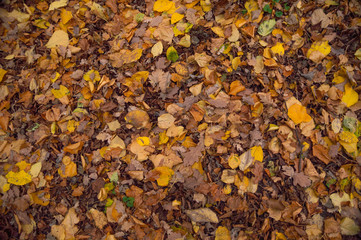 An image of the forest floor covered in dead leaves in autumn