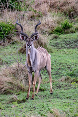 Kudu bull