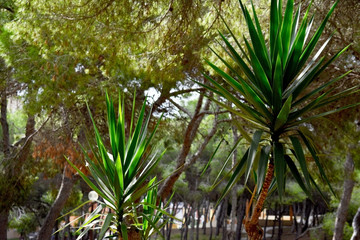 dracaenaceae dracaena in the Reina Sofia Dunes park of Guardamar del Segura beach, Alicante. Spain. Europe