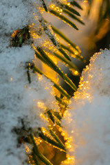 Coniferous forest at winter sunrise. Spruce branches covered with snow. Bokeh effect.