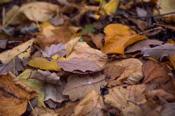 An image of the forest floor covered in dead leaves in autumn