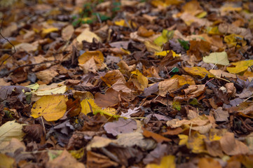 An image of the forest floor covered in dead leaves in autumn