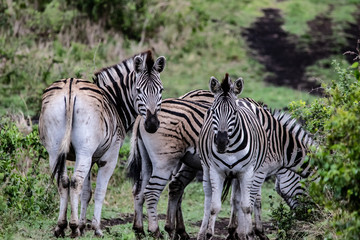 Fototapeta na wymiar zebra in bush