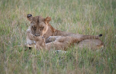 lioness and cub