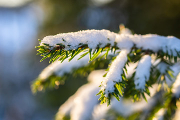 Coniferous forest at winter sunrise. Spruce branches covered with snow. Bokeh effect.