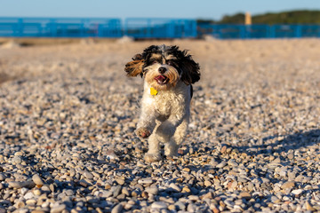 A mixed breed dog running on a rocky shore