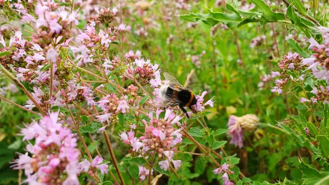 Bee bumblebee flying on a nature flower meadow.
