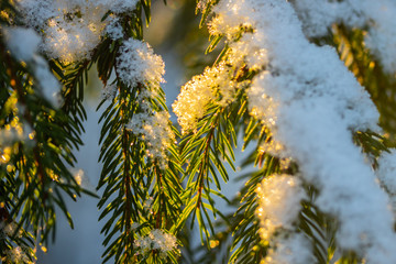 Coniferous forest at winter sunrise. Spruce branches covered with snow. Bokeh effect.