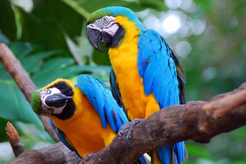 Foto auf Glas Blaue und gelbe Papageien (Ara) © Firdaus
