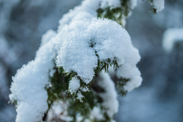 Coniferous forest at winter. Spruce branches covered with snow.