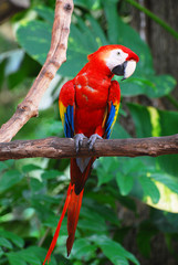 The Scarlet Macaw Parrot on Tree Branch