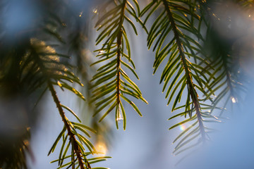 Coniferous forest at winter sunrise. Spruce branches with water drop. Bokeh effect.