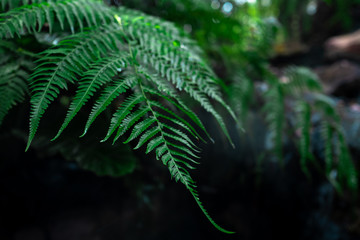 Fototapeta na wymiar fern green leaves background dramatic picture style