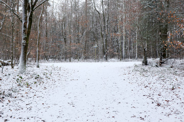 Light dusting of snow in the Palatinate Forest in Germany