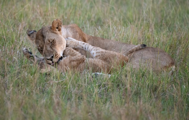 lioness and cub playing