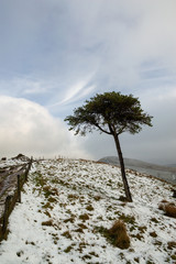 A Lone Tree in the snow on Back Tor, Hope Valley, Peak District
