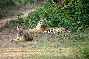 Jim Corbett national tiger reserve forest