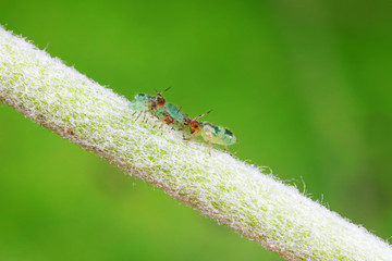 Aphids in nature