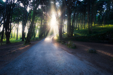 Sunbeams falling on the path in summer forest on a foggy morning.