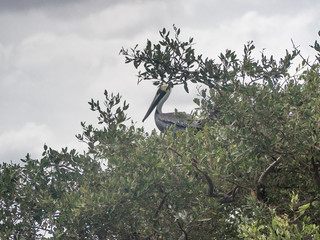 Pelican resting on the tree
