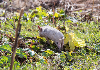 A domestic  little pig grazes freely on the lawn near a house in Ushguli village in Svaneti in the mountainous part of Georgia
