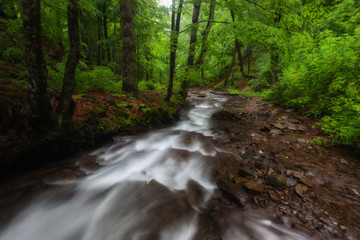 Fototapeta na wymiar Mountain Stream in the Spring. Smoky Mountains, USA