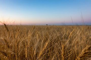 Field of Prairie Wheat Ready for Harvest at Sunset
