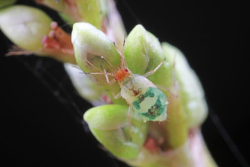 Aphids in nature