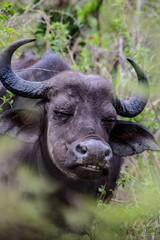 buffalo in field