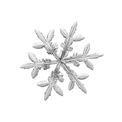 Snowflake isolated on white background. Macro photo of real snow crystal: small stellar dendrite...
