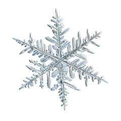 Snowflake isolated on white background. Macro photo of real snow crystal: elegant stellar dendrite with hexagonal symmetry, glossy relief surface, complex details and six flat, fragile arms.