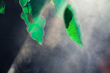Looking up through beautiful nature fresh green tree leaves forest background. The beauty of leaf texture nature in the evening with smoke that hits the light of the sun blur background.
