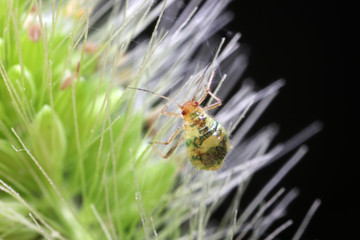 Aphids in nature