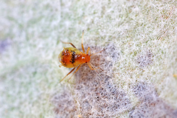 Aphids in nature