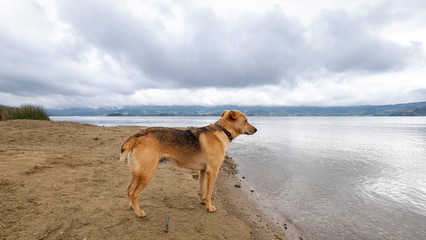 Landscape with dog at La Cocha lagoon in Colombia