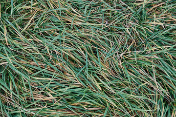 green and yellow grass leaves in the autumn, view from the top, close up