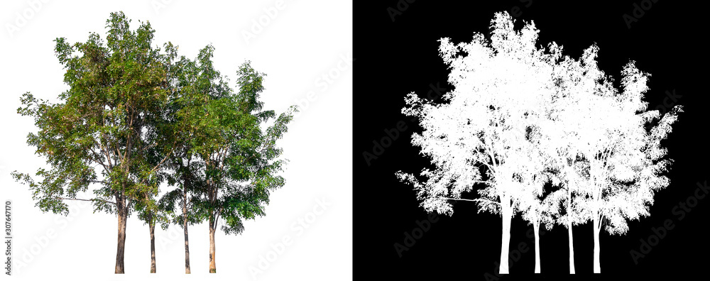Poster isolated tree on white background with clipping path